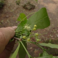 Blachia umbellata (Willd.) Baill.